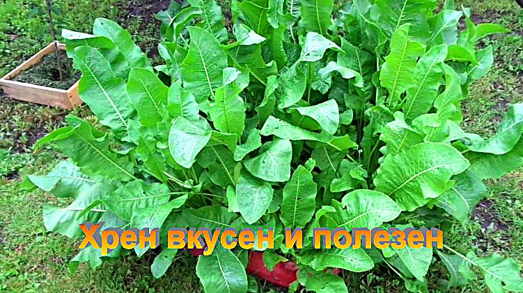 "Хрен"#Огород#Сад#Дача
