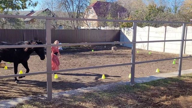 Лошади