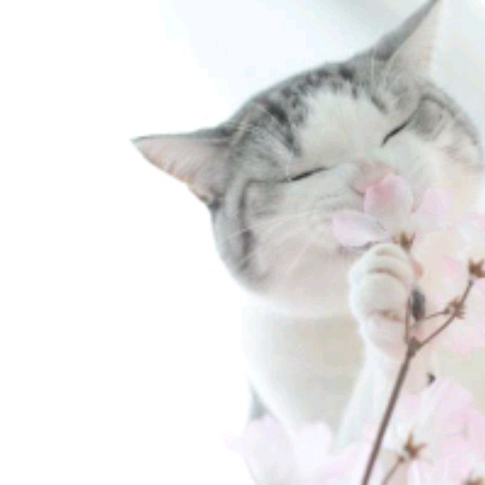 Сакура 🌸