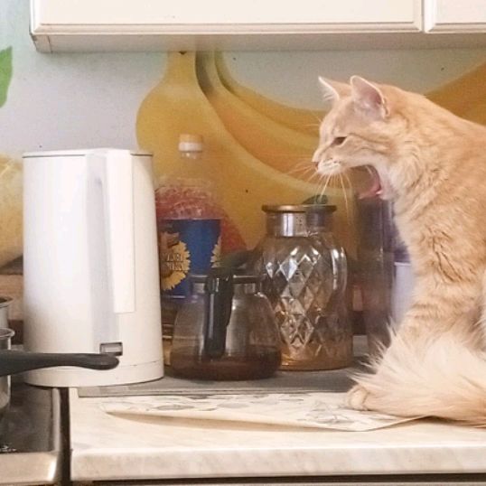 Котик Лёля
