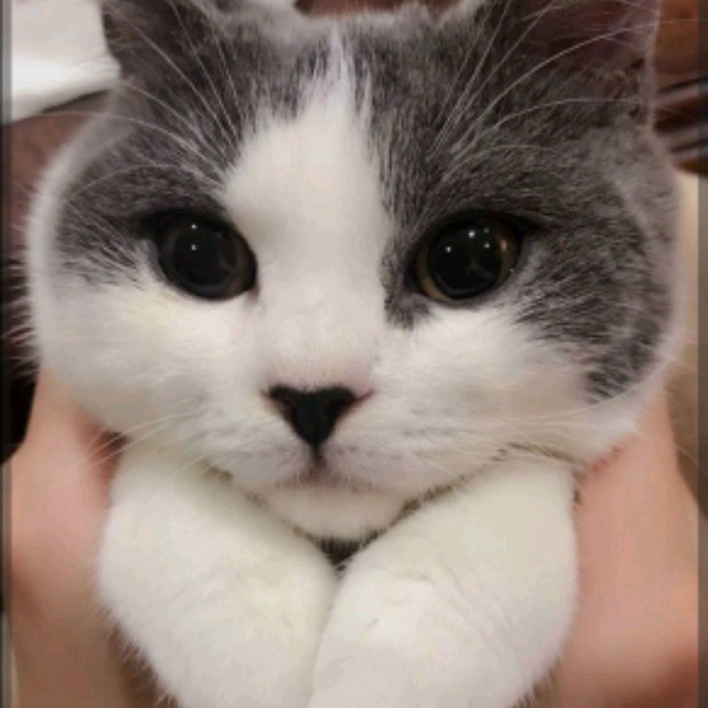 Я кошка у меня лапки!
