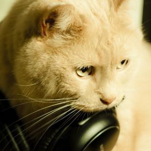 alex2024cat