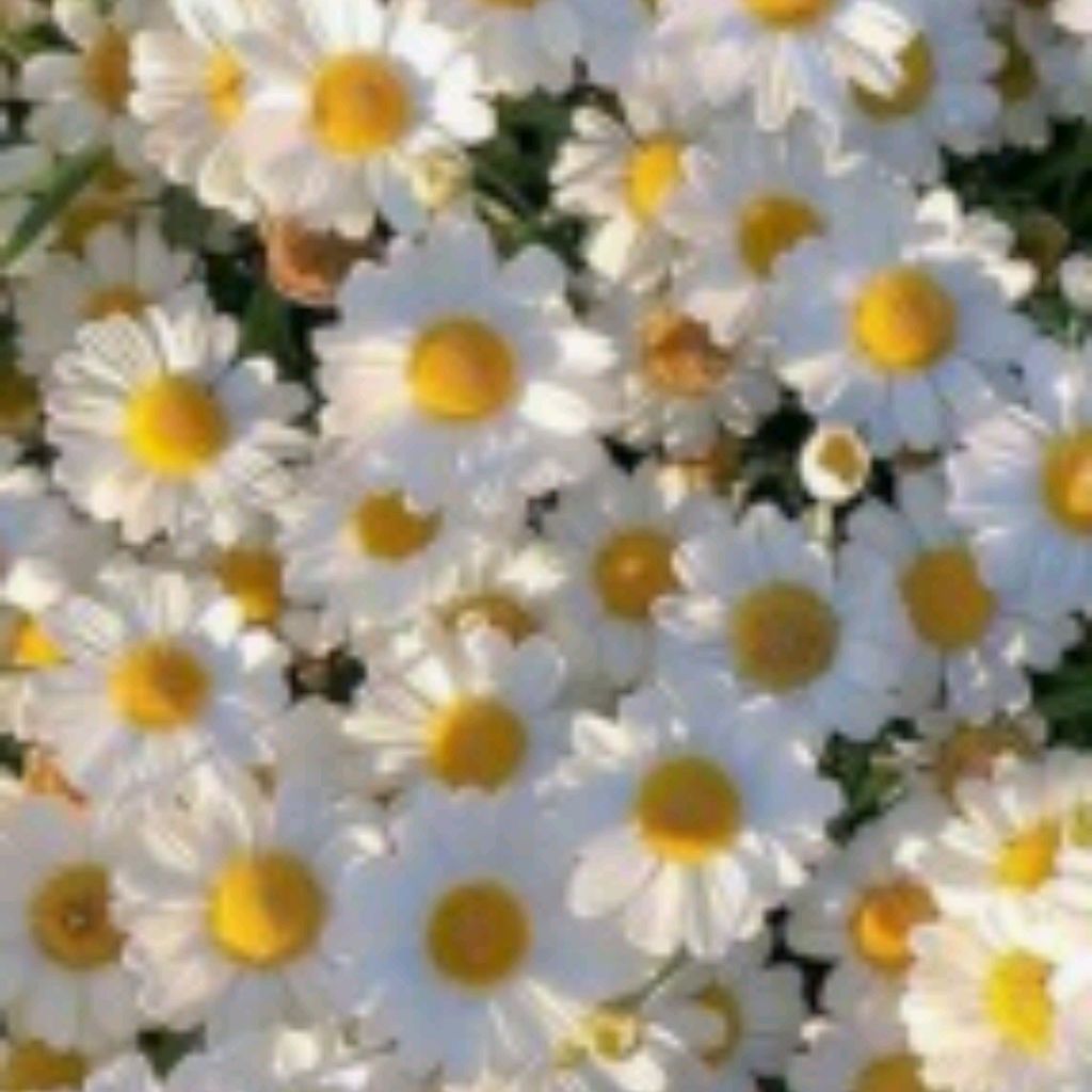 Арина🌸