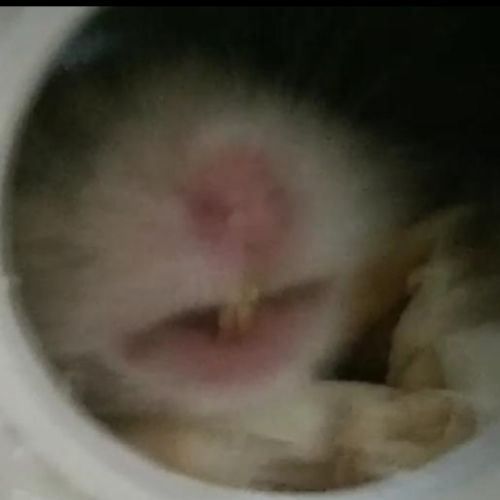 Miss XOMЯЧOK