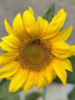 🌻🌻🌻Подсолнух🌻🌻🌻