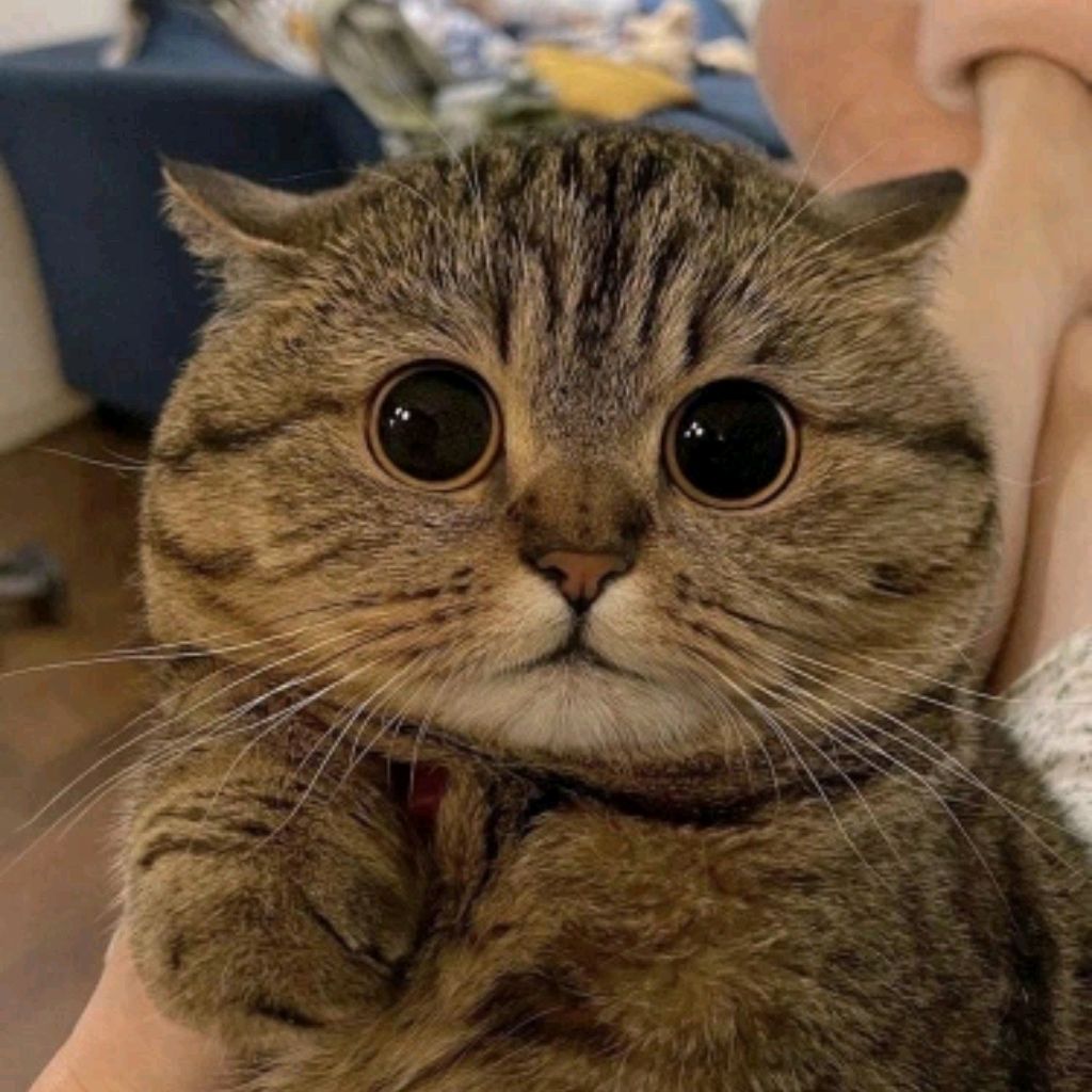 Lev