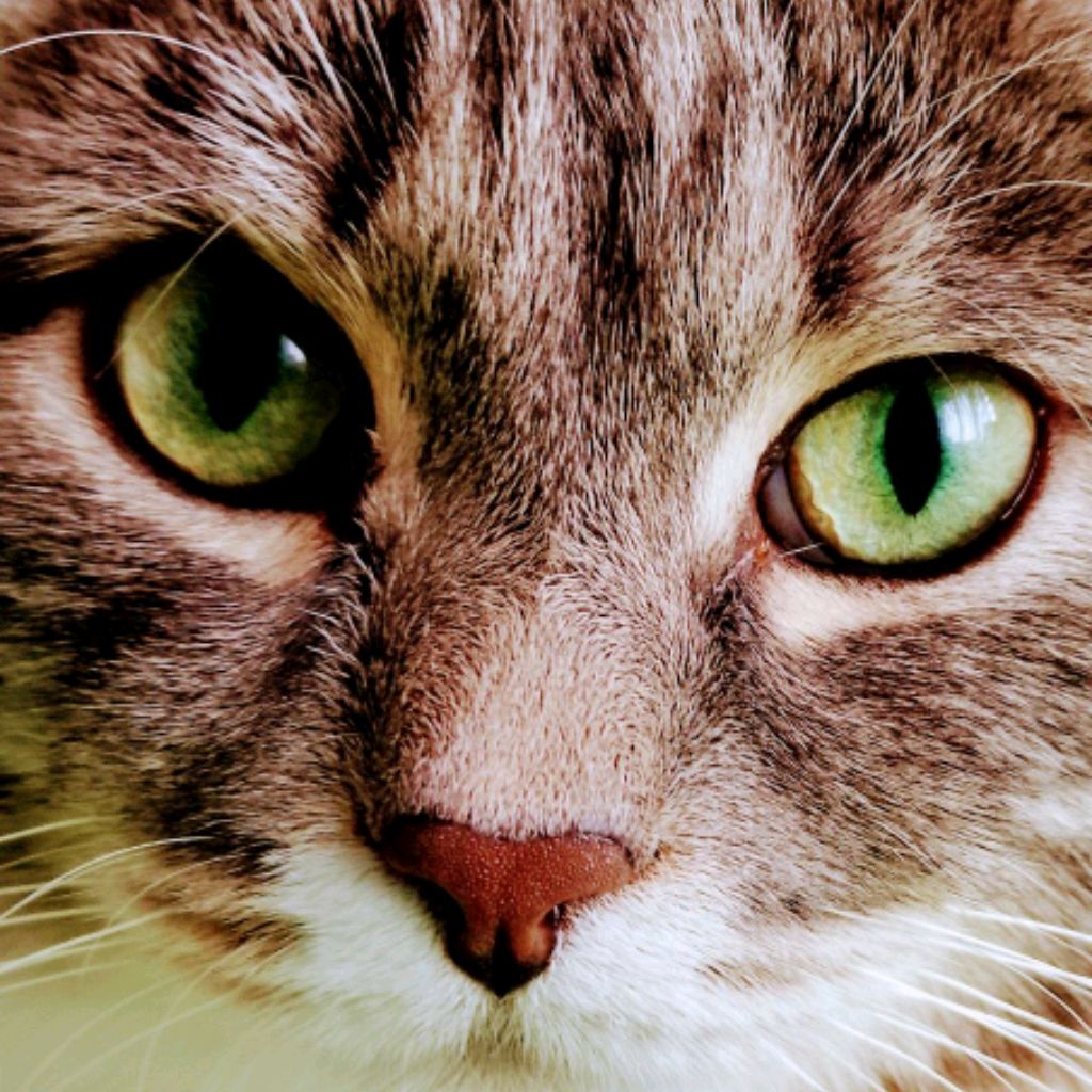 КОТТ Стендофф 2