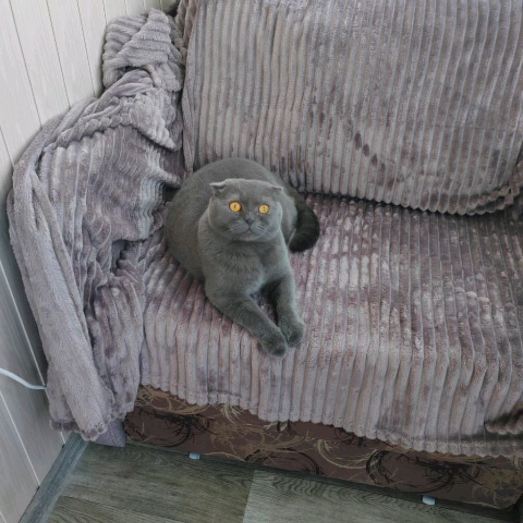 Саня Д