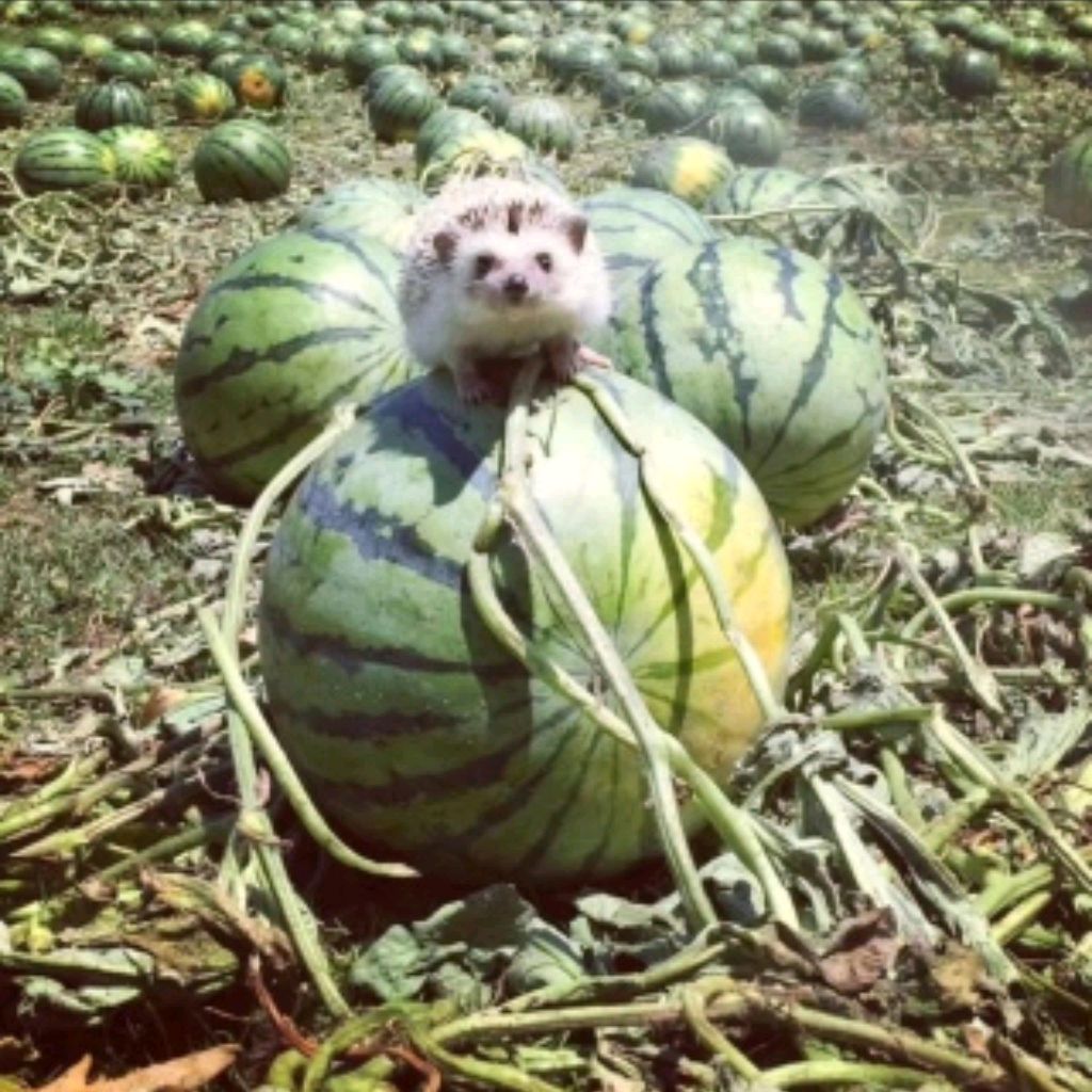 Бубенчик∆Звонкий
