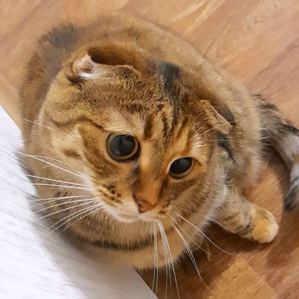 CatYulya