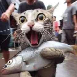 Котик Мяу