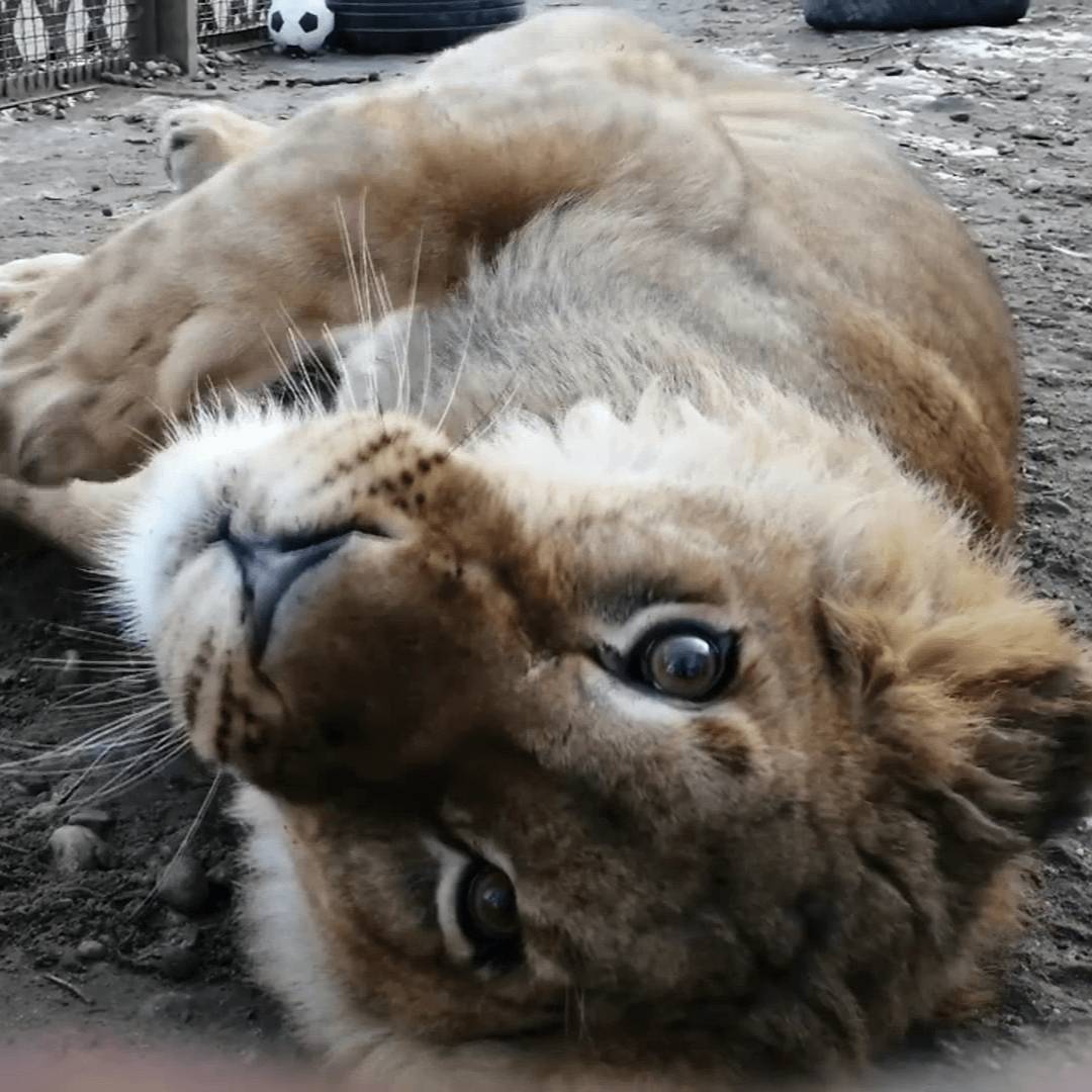 НЕСТАНДАРТНЫЕ КОТЫ