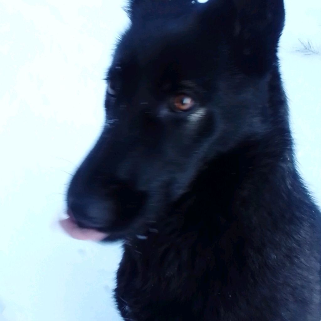 Евгений Шилов
