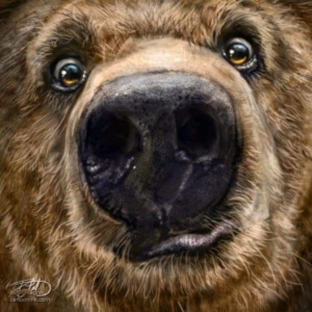 usatiukbears