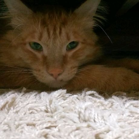 Котики🐱