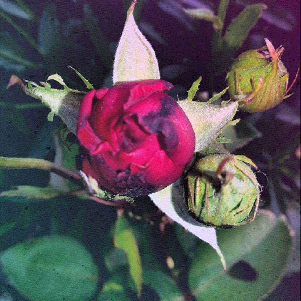 el_kr