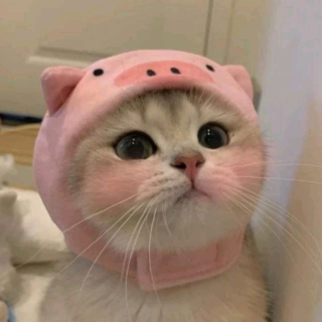 ⭐😺 Котик 😺⭐
