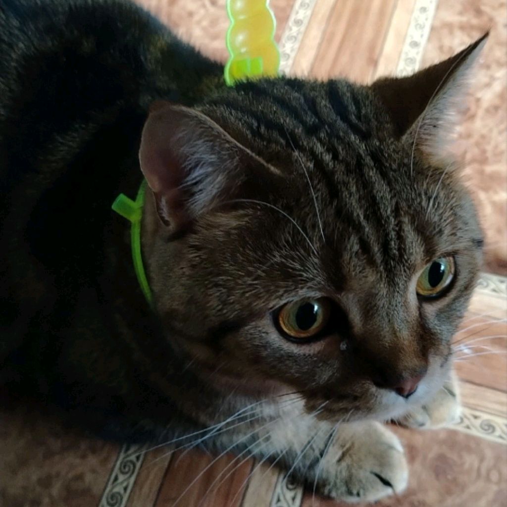 Кошачий канал