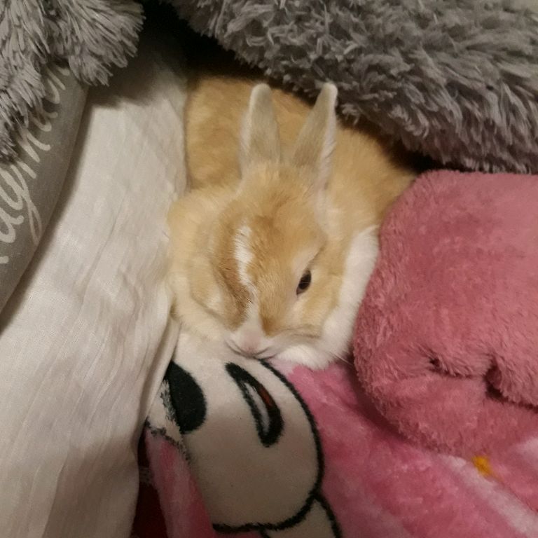Анютка