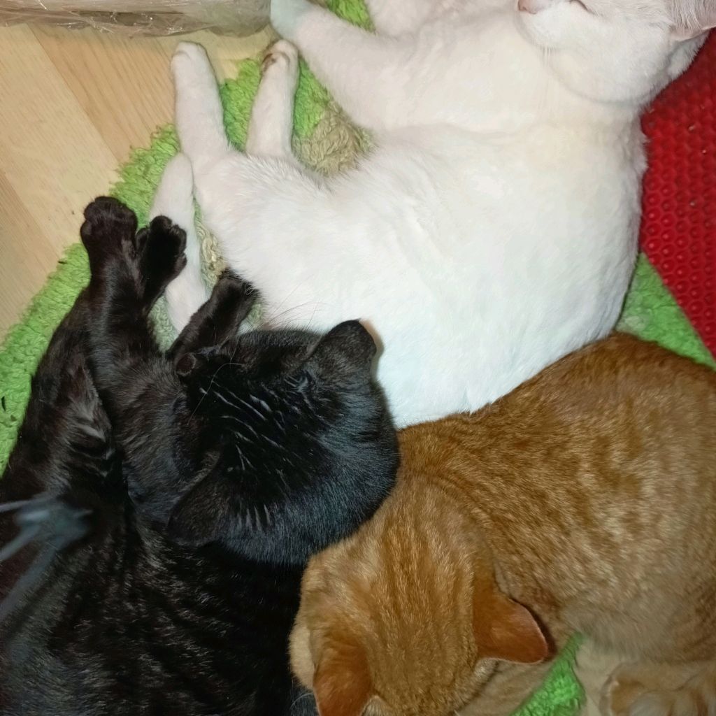 Три Кота Ж