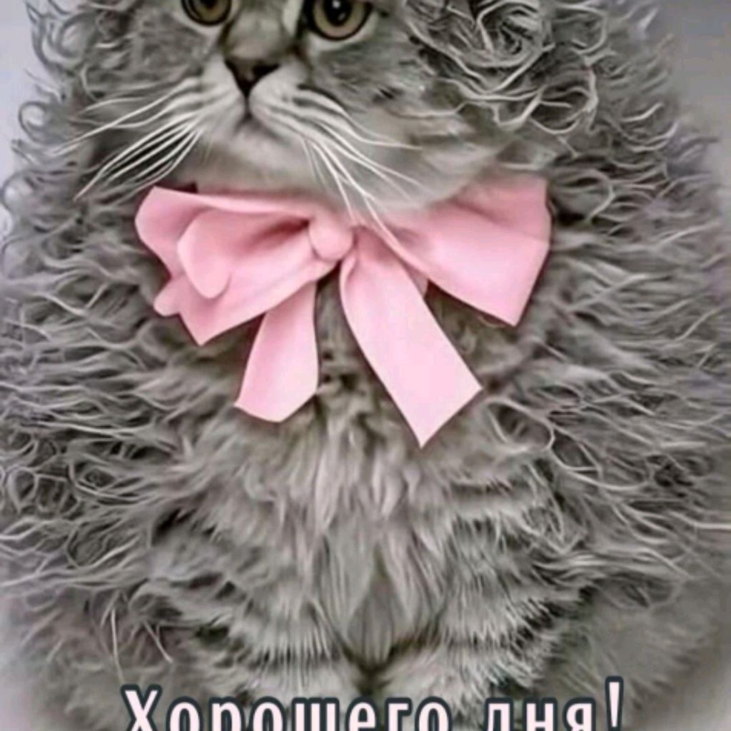 rutube_account_8968906