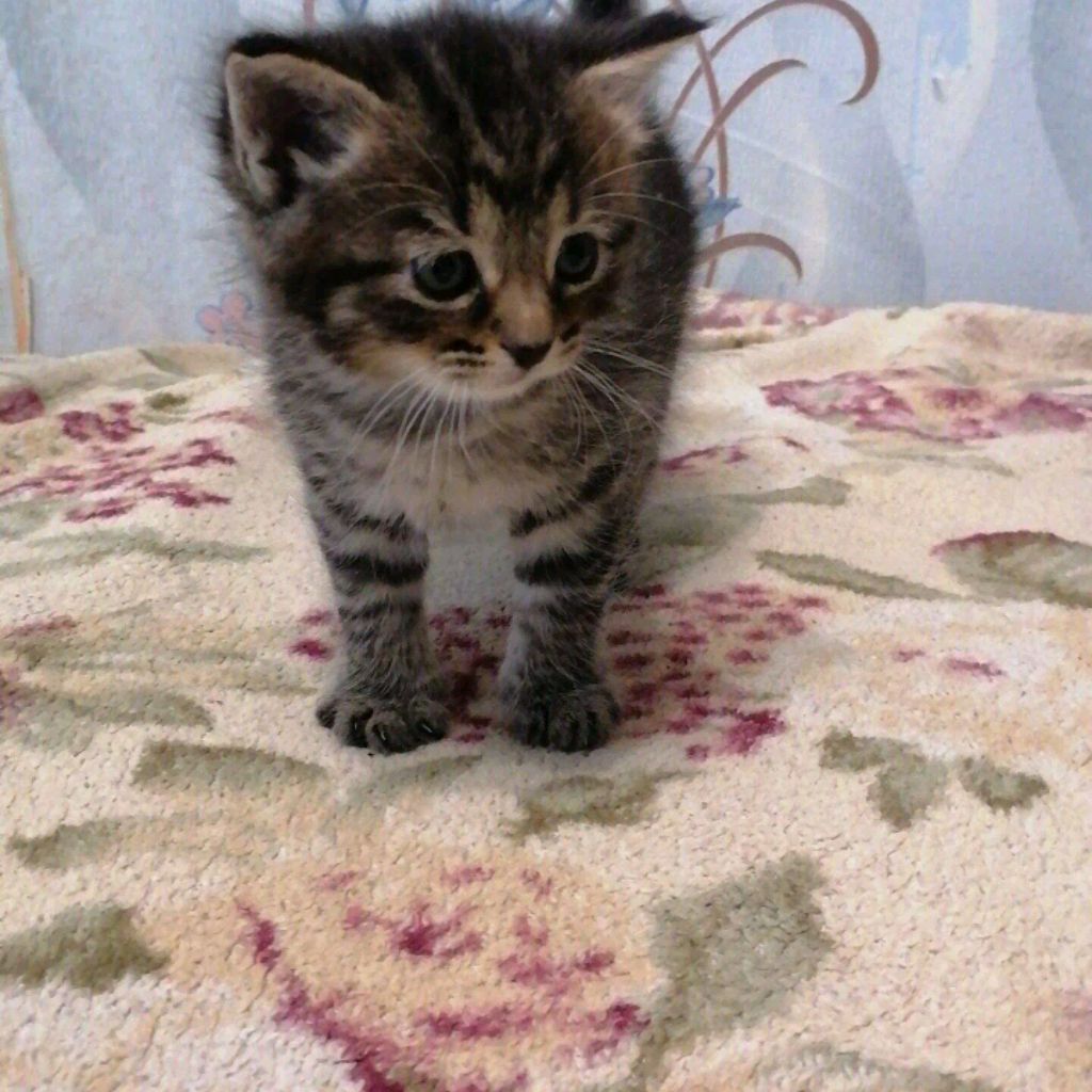 Уля Шоп