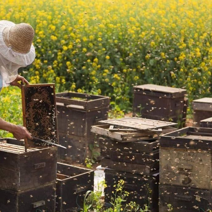 BEEKEEPER на всю голову