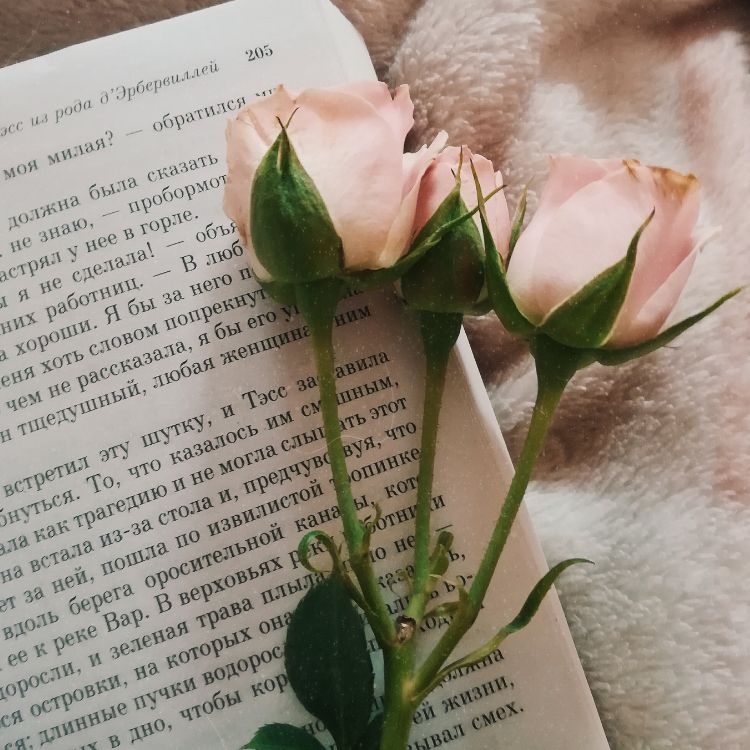 Елена Царева