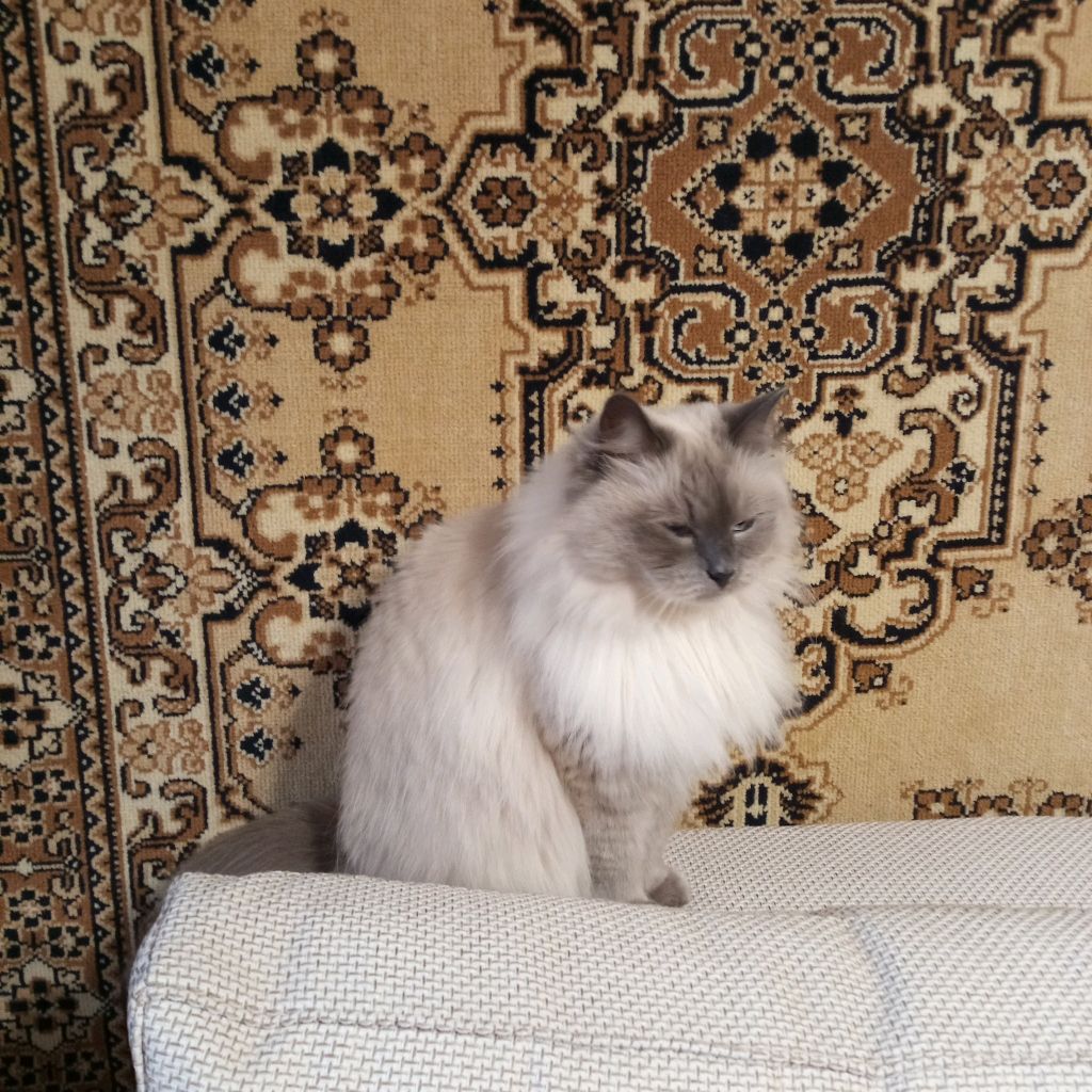 Светлана Дмитриева