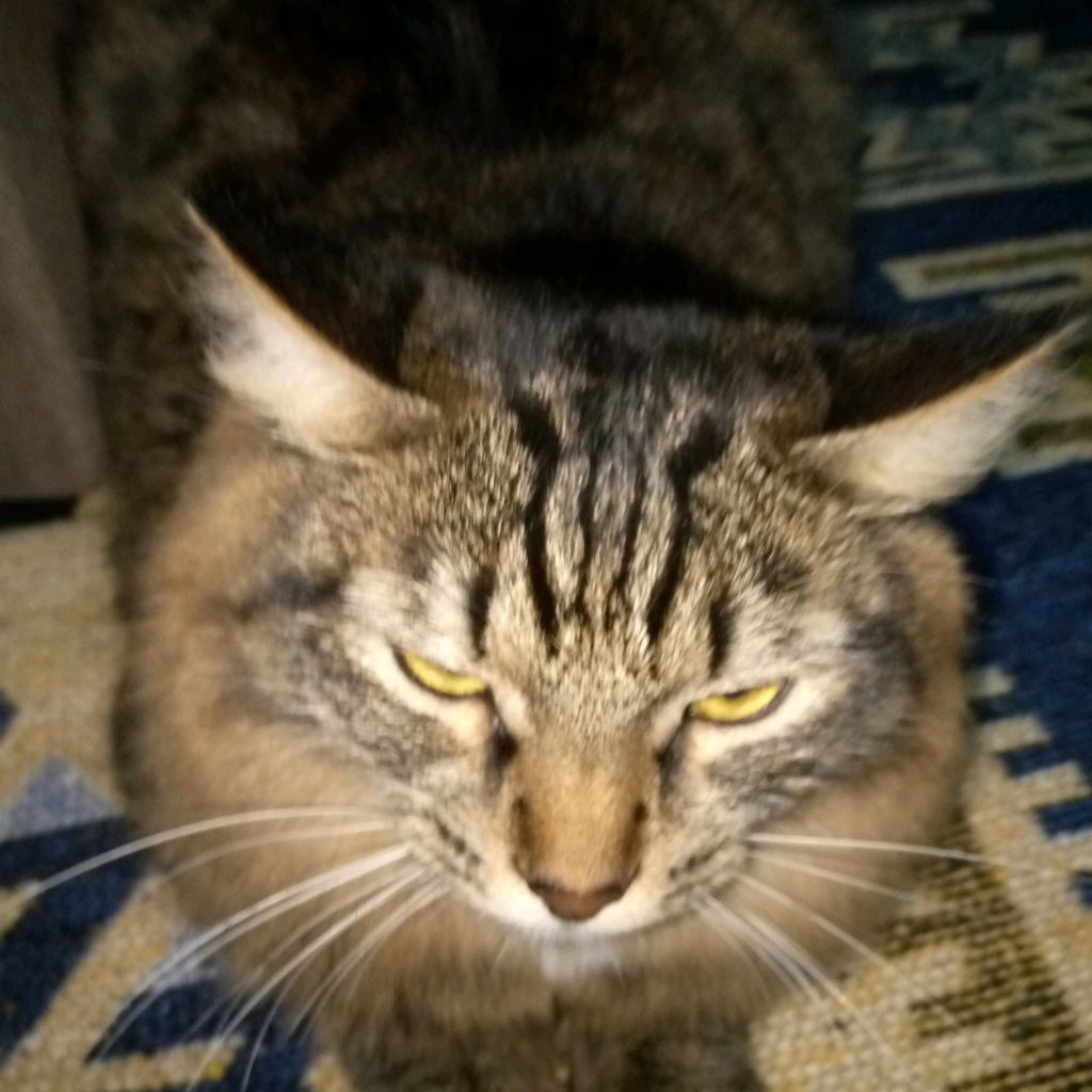 Кот Барис