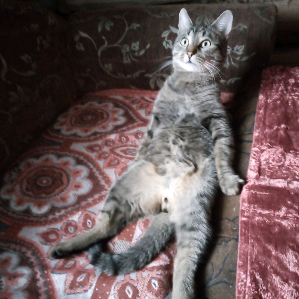 Ребус