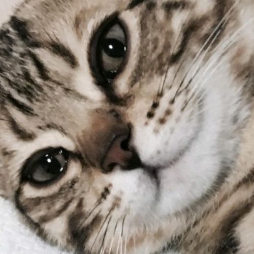 Кошка Даша