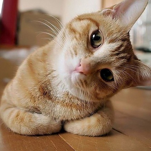 Кот Лета