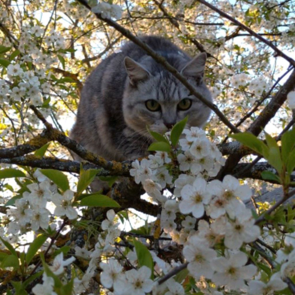 Котик🐈