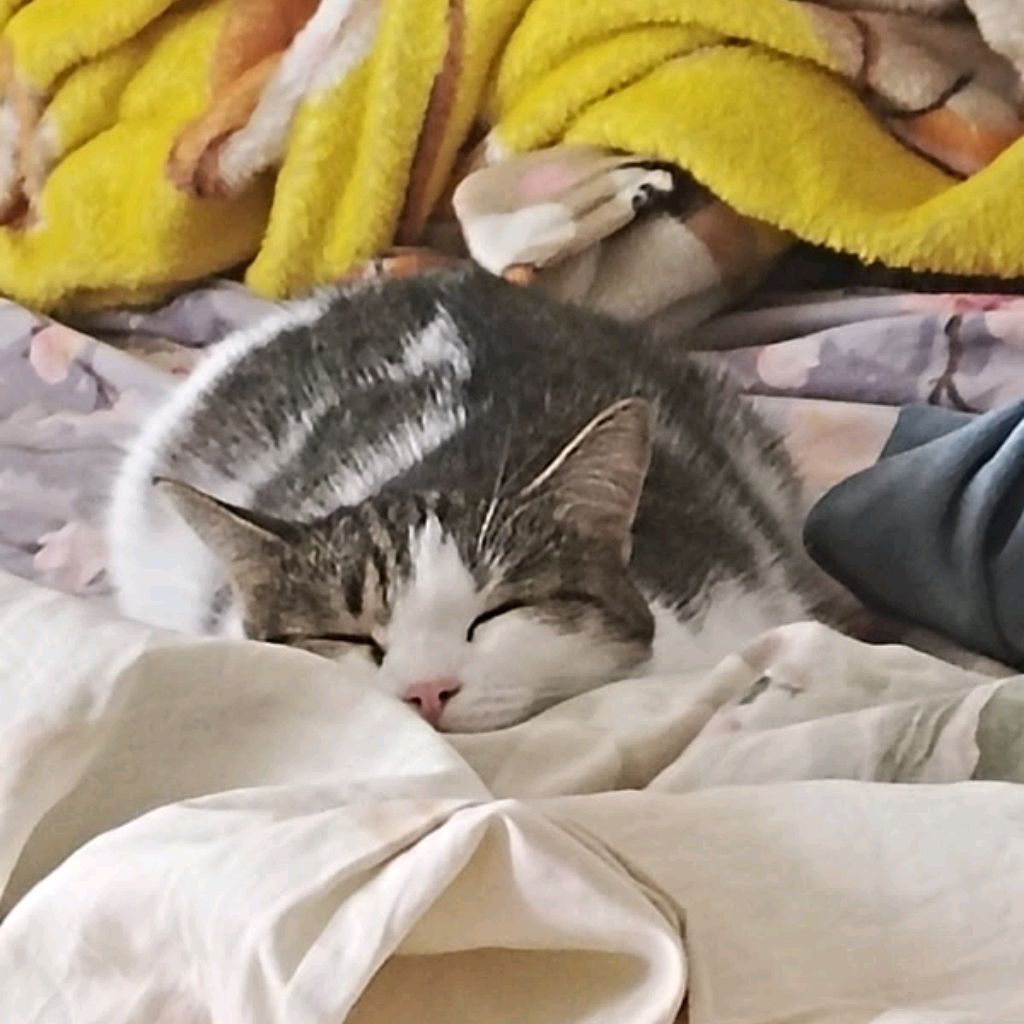 Cat_love