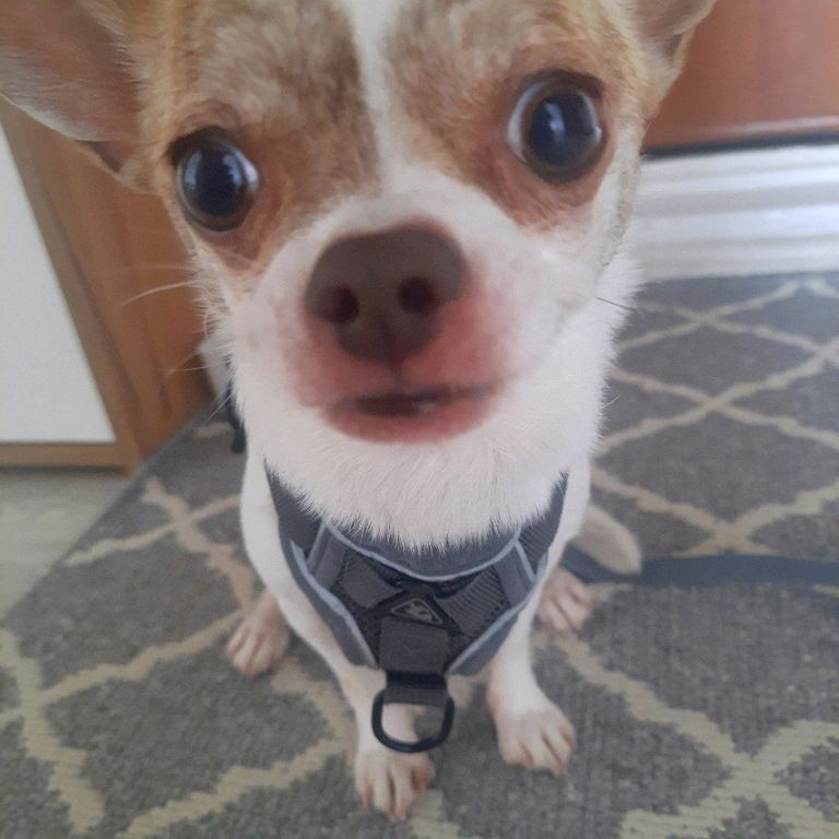 Jack dog