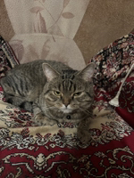 Кошкин хвост