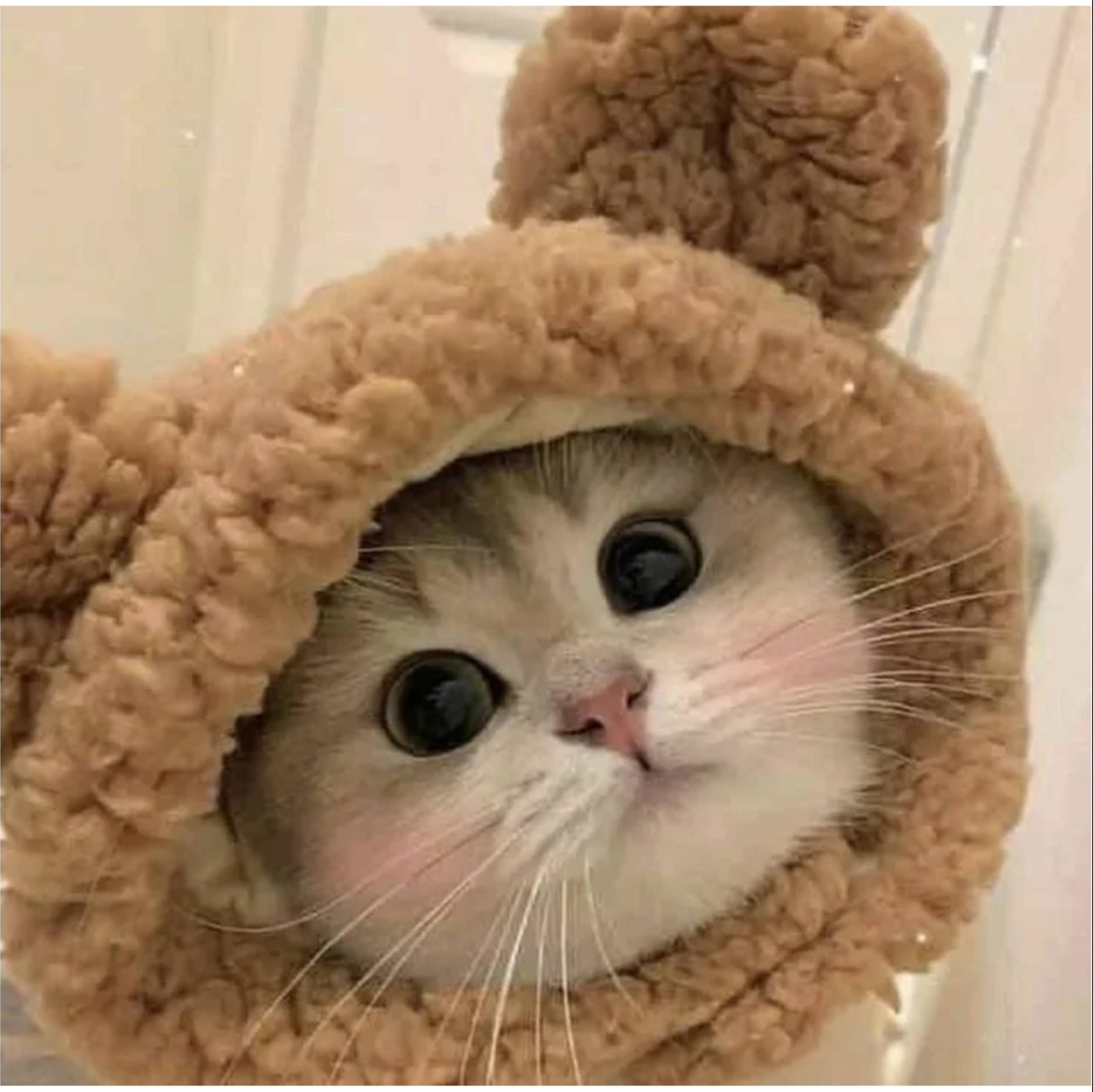 Котик и блокнотик