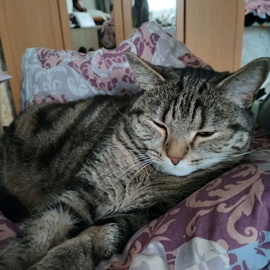 AndroMZK