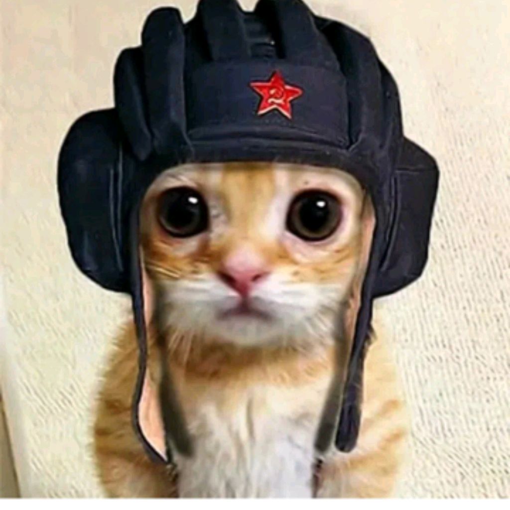 #кошаки