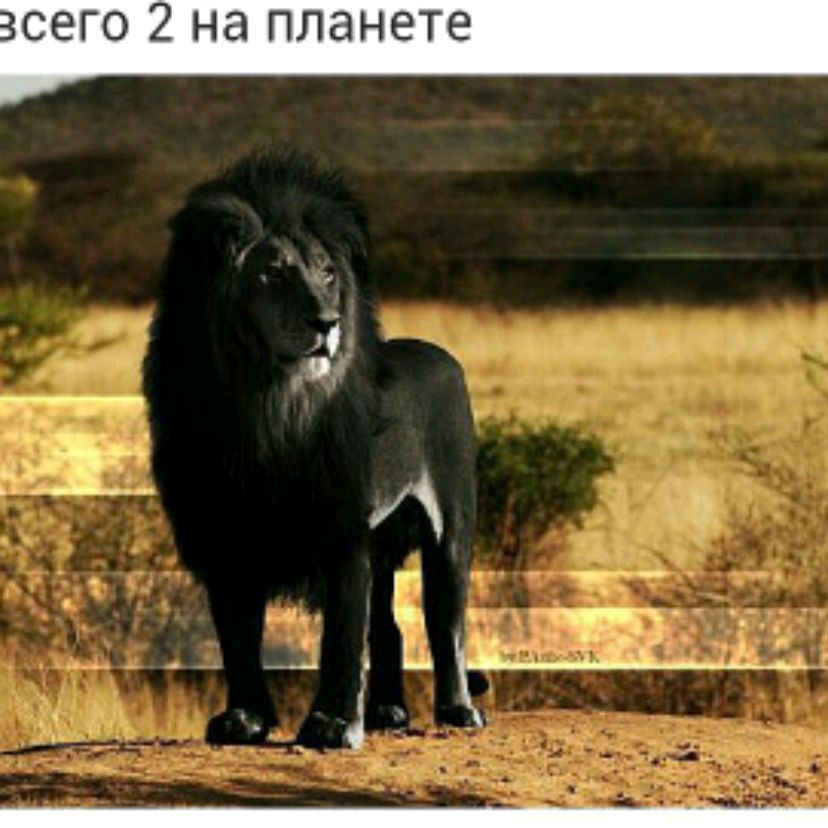 Леха