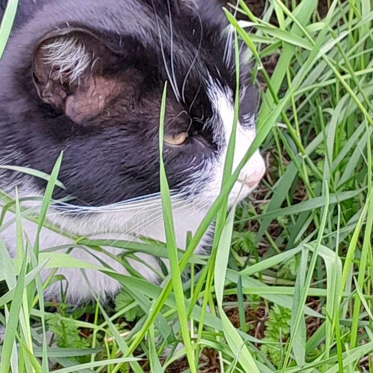 Котикот💗💗💗😸