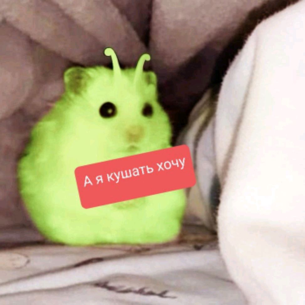 ~КиСиКи ТоП~
