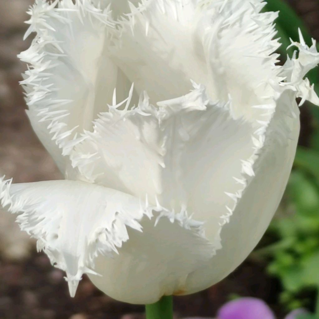 Tulip32535868