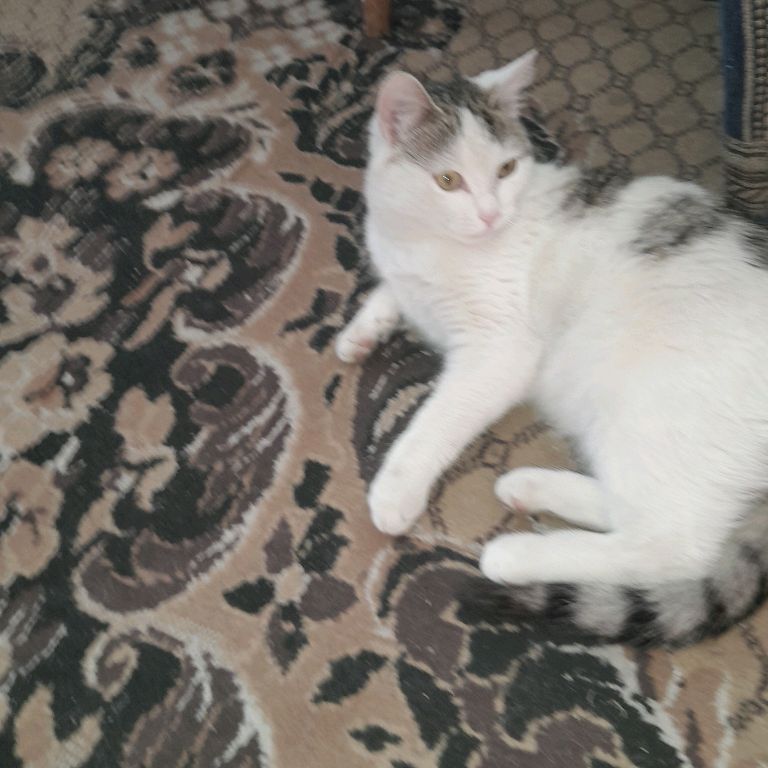 Кот Воитель