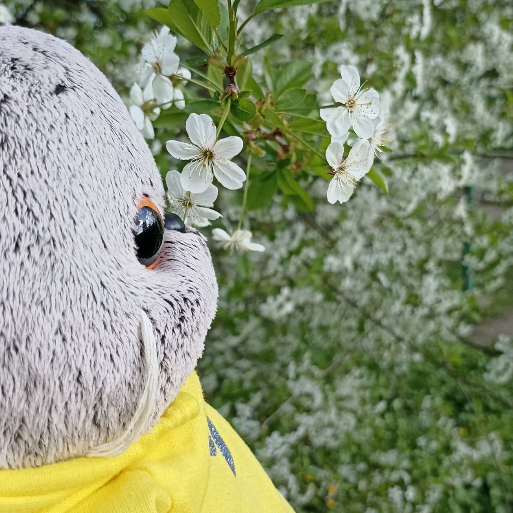 🧶Ⲙⲁⲱⲁ υ Ⳝⲁⲥυⲕυ ♡
