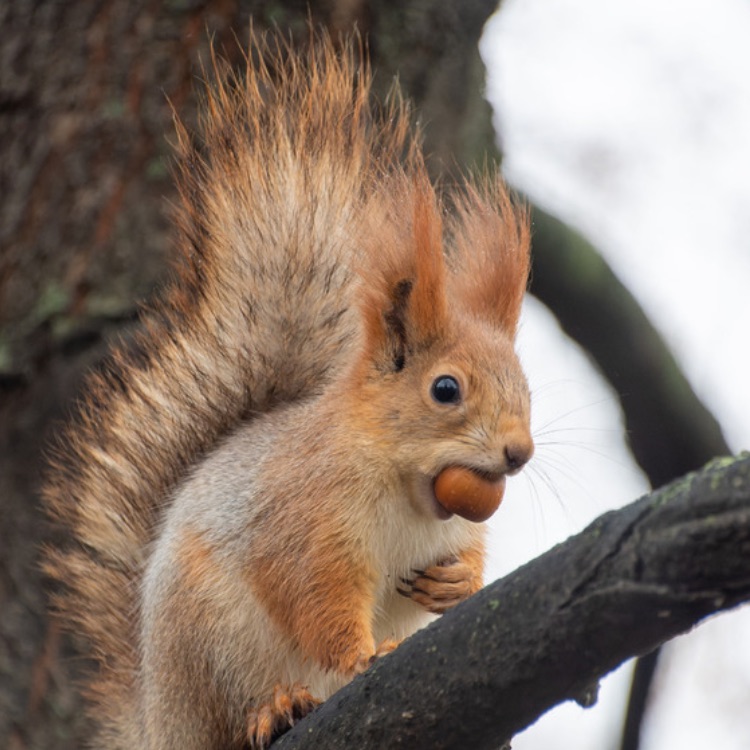 Mad squirrel