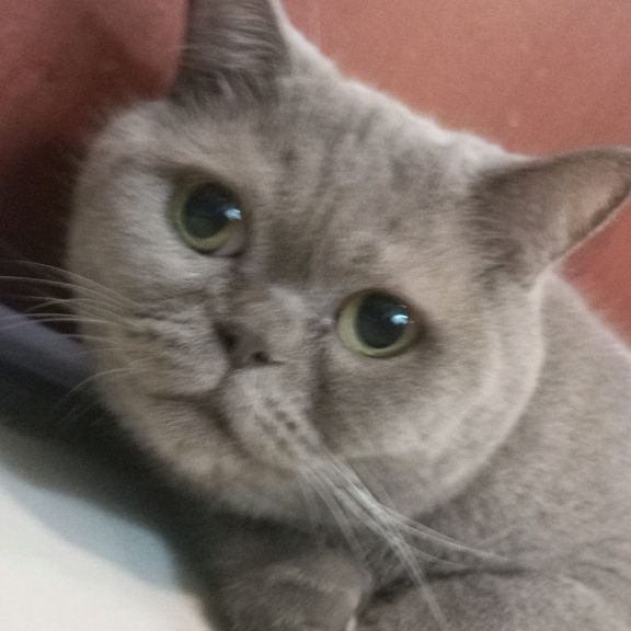 😽🎹Миссис Дымка💅🏻