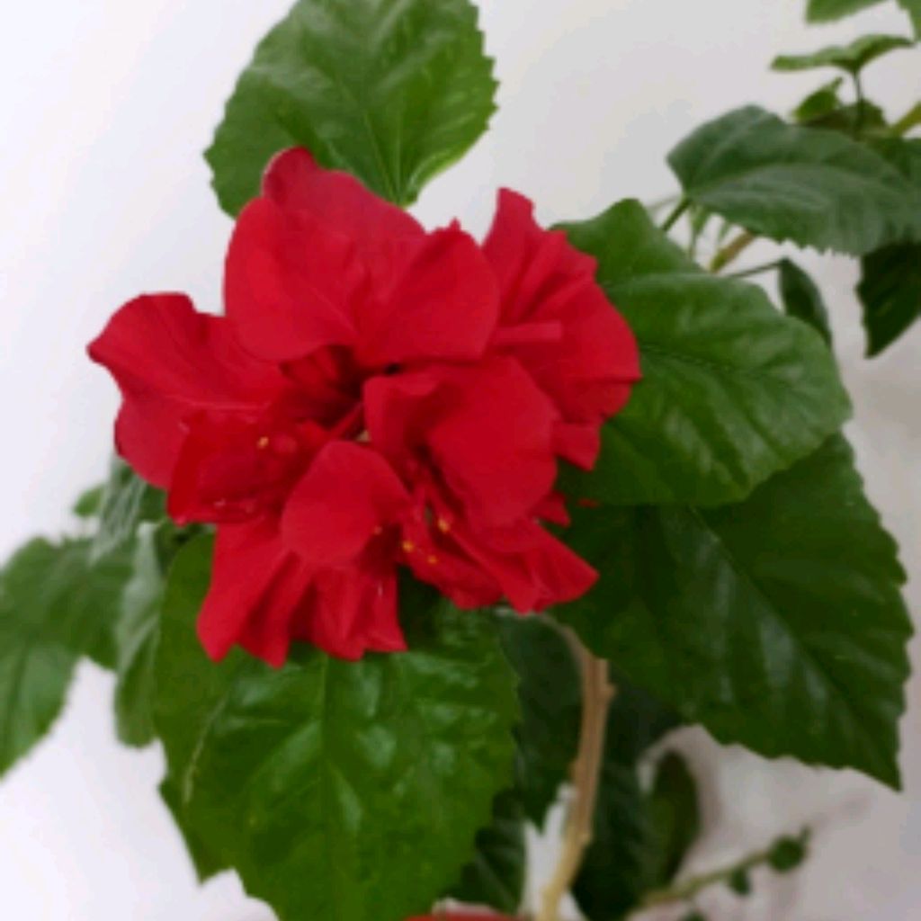🌺🌺🌺