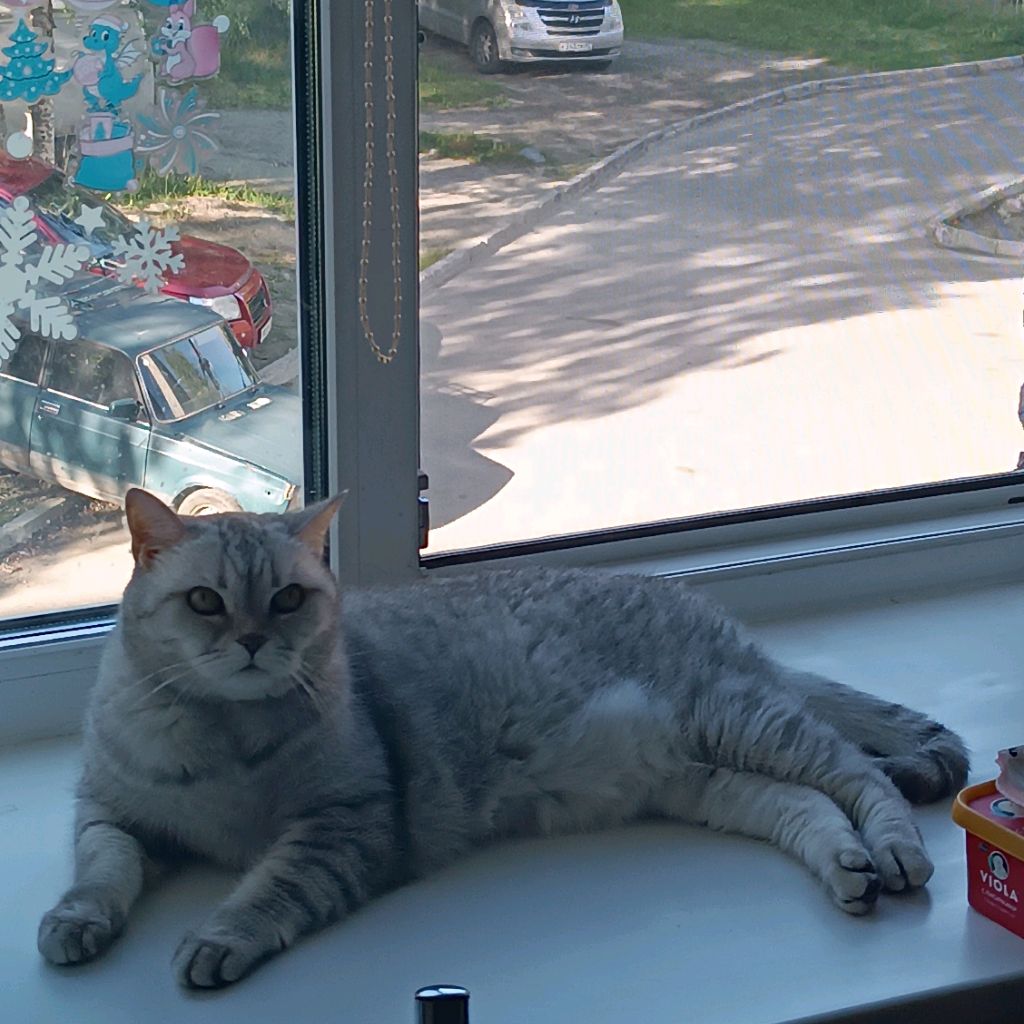 sonni_cat